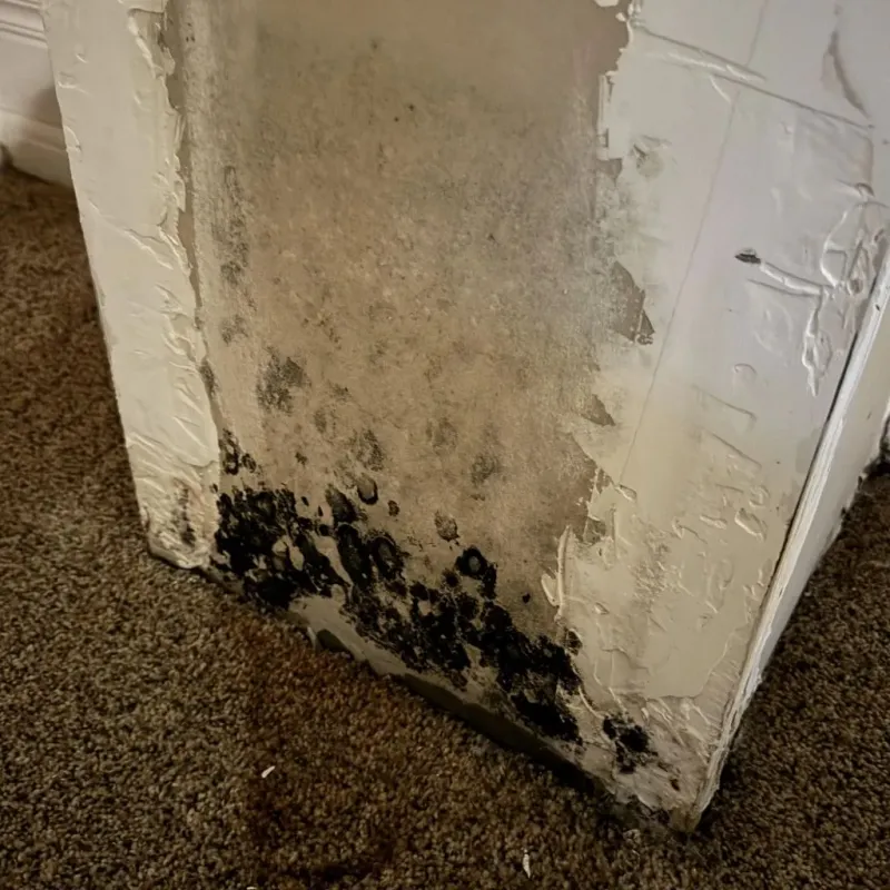 Professional Mold Removal in Matthews, NC